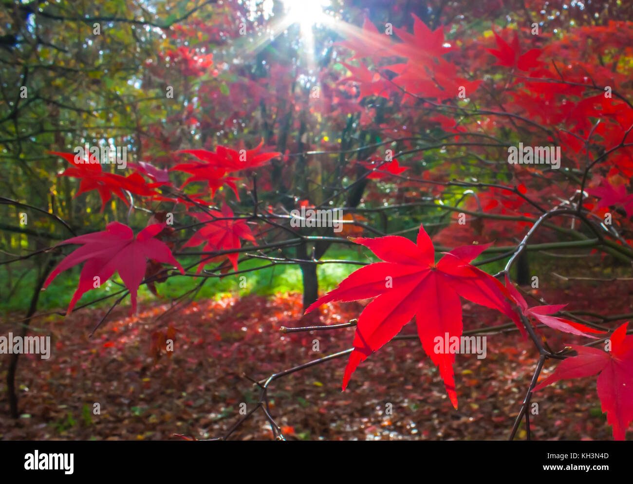 Automne feuilles rouges dans la lumière du soleil Banque D'Images