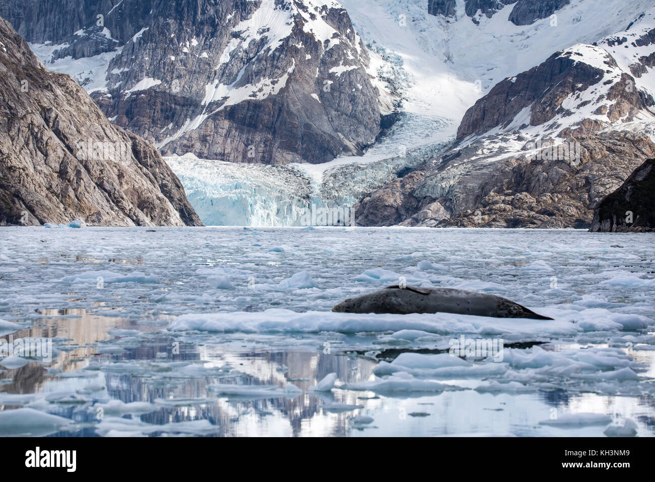 Une mère phoque léopard avec pup sur la glace dans le fjord Parry, près de Parc Naturel Karukinka, Chili Banque D'Images