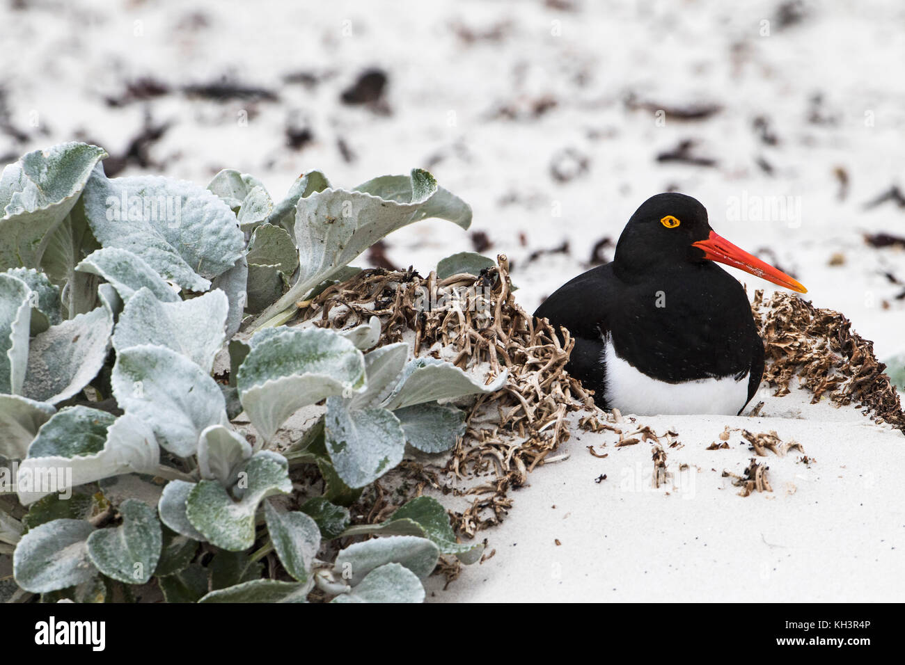 Magellanic oystercatcher Haematopus leucopodus reposant à côté du chou mer Senecio candidans le cou Saunders Island Iles Falkland Novembre 2015 Banque D'Images