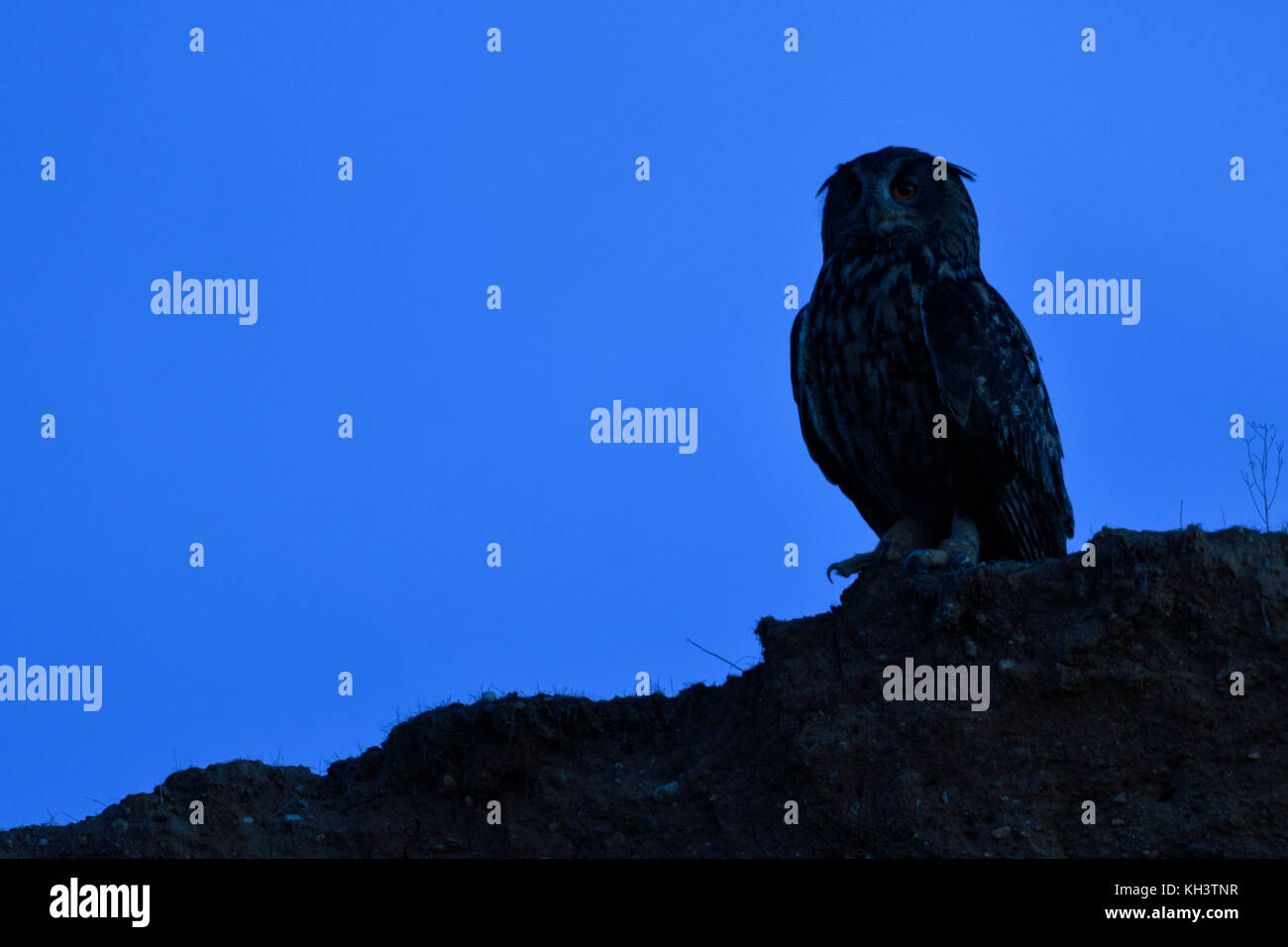 Grand / owl Bubo bubo europaeischer uhu ( ), assise sur le bord d'une pente d'une carrière de sable, silhouetted against blue sky, de la faune, de l'Union européenne Banque D'Images