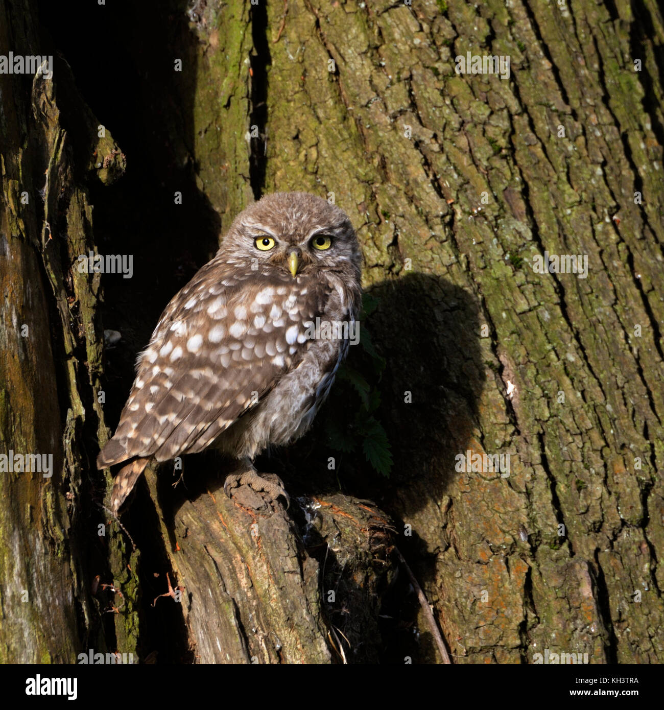 Petit hibou / Steinkauz ( Athene noctua ), perché dans un vieux saule, regardant curieux, première lumière du matin, la lumière du soleil, de la faune, de l'Europe. Banque D'Images