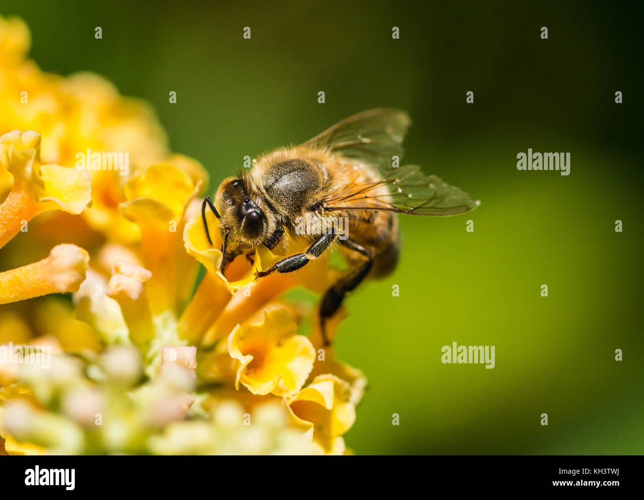 Un plan macro sur une abeille la collecte du pollen d'un arbre aux papillons jaune. Banque D'Images
