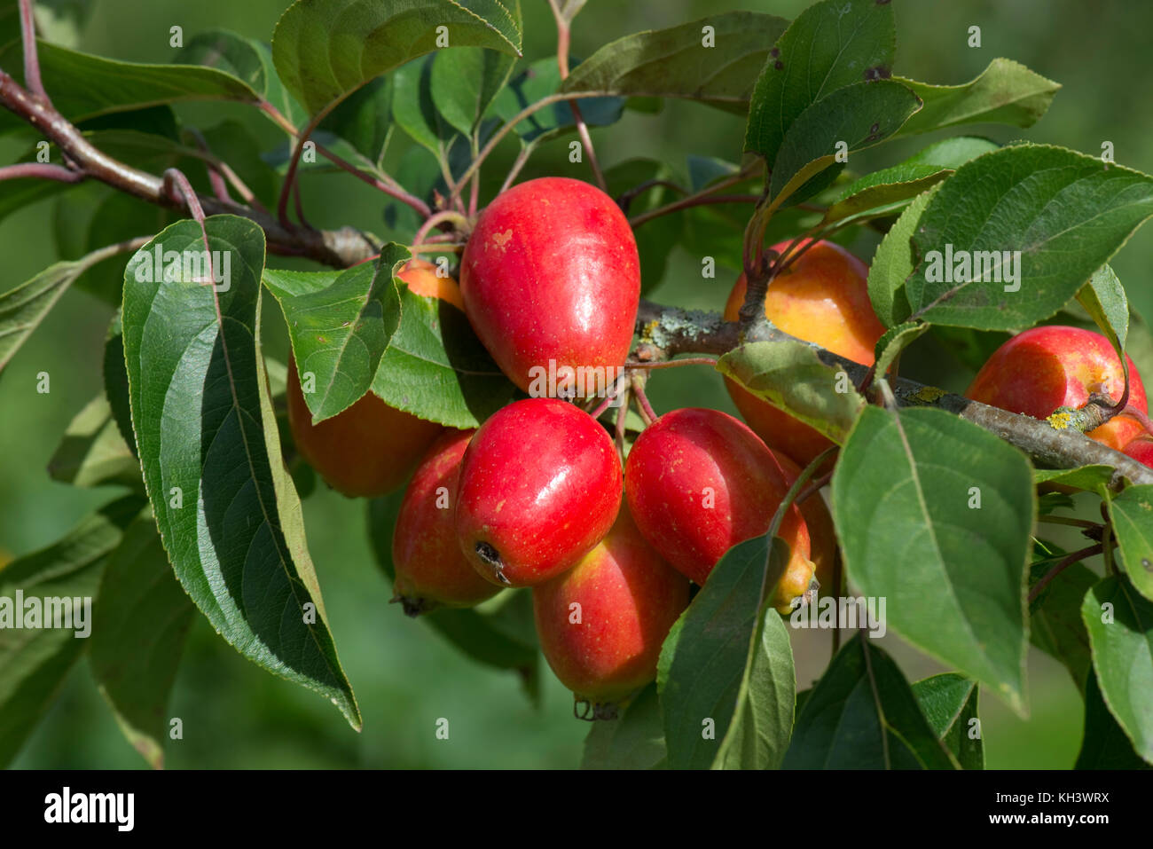 Crabe rouge vif pomme fruit, Malus 'John Downie' sur l'arbre à la fin de l'été avec green feuilles saines, Berkshire, Août Banque D'Images