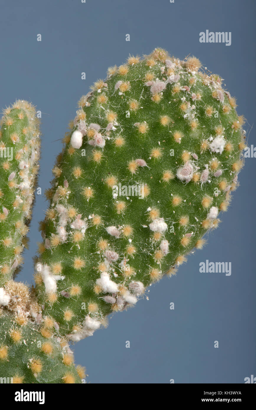 Cochenille pseudococcus glasshouse, pyrrhalta, infestant les souches gonflée d'un bunny-oreilles Cactus, Opuntia microdasys, Banque D'Images