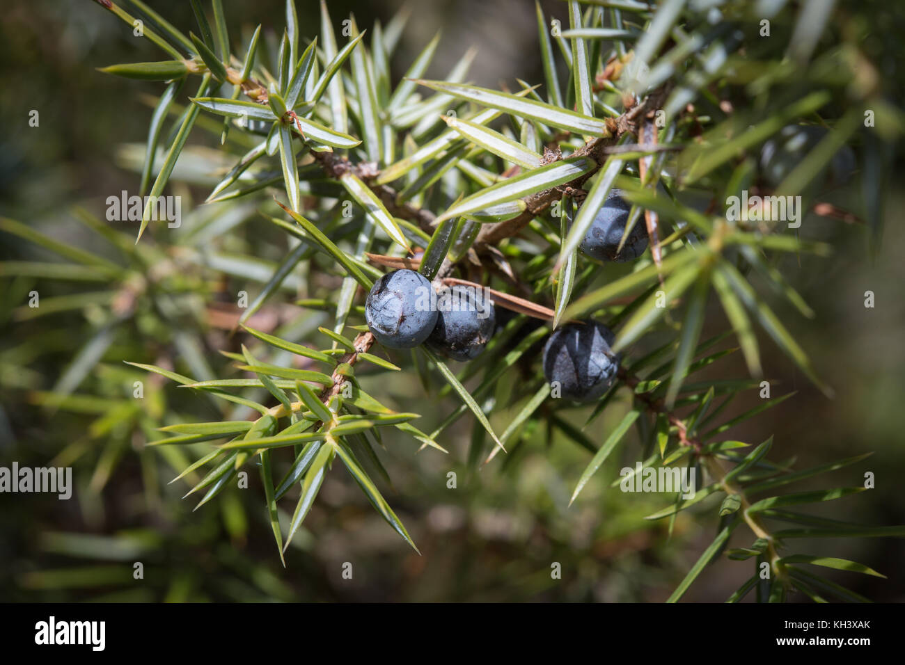 Un genévrier commun, Juniperus communis, avec les baies mûres. Banque D'Images