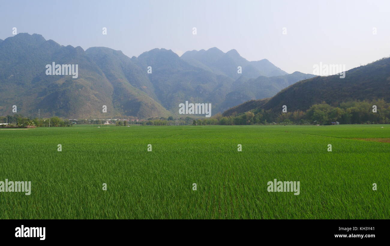 Paisajes de Vietnam : campos de arroz : típica de postal vietnam y uno de sus principales alimentos Banque D'Images