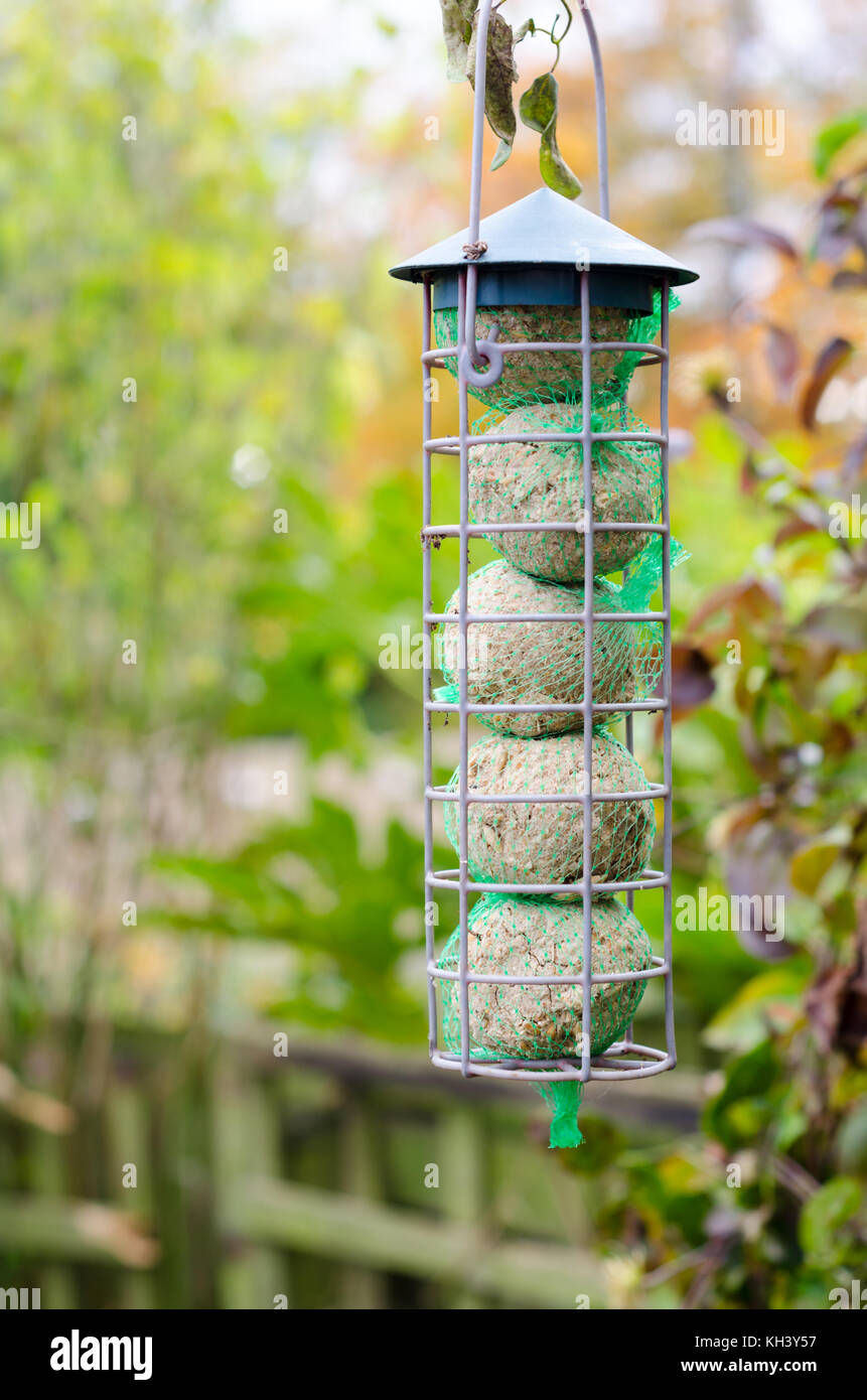 Cinq boules de graisse alimentaire des oiseaux dans une mangeoire pour oiseaux Banque D'Images