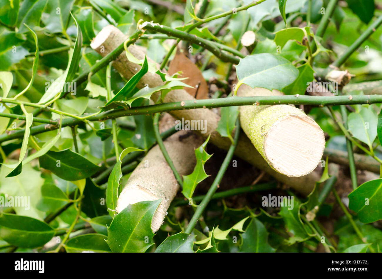 Bois de houx (Ilex aquifolium) Branches sur une pelouse Banque D'Images