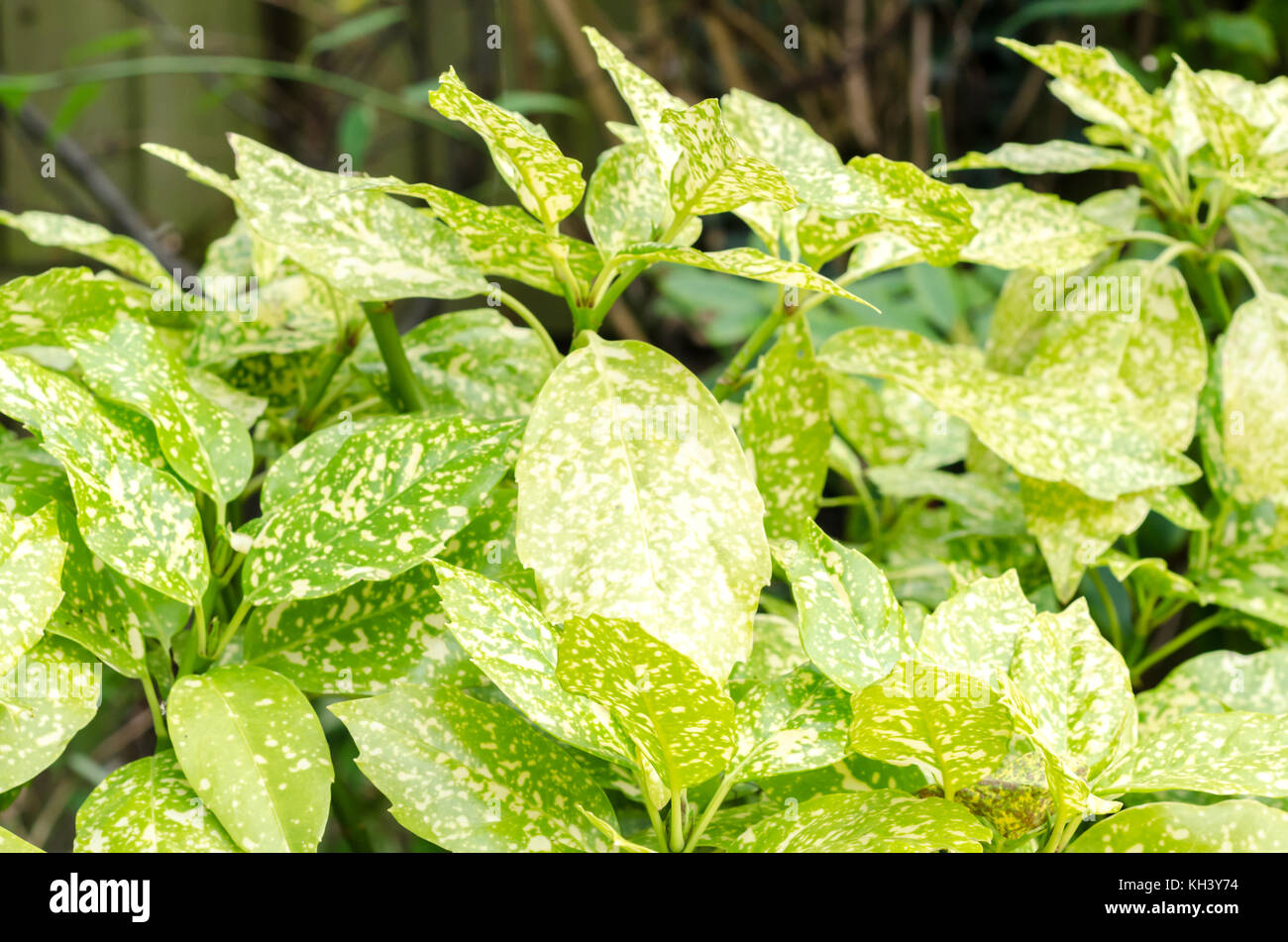 Les feuilles de laurier tachetée (aucuba japonica) Banque D'Images