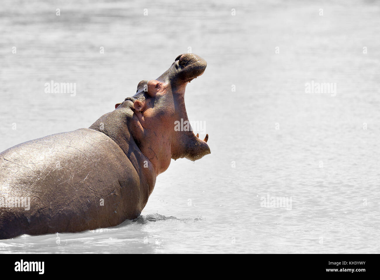Hippopotame (Hippopotamus amphibius) dans l'eau, le Kenya, l'Afrique. la photographie en noir et blanc avec la couleur hippo Banque D'Images