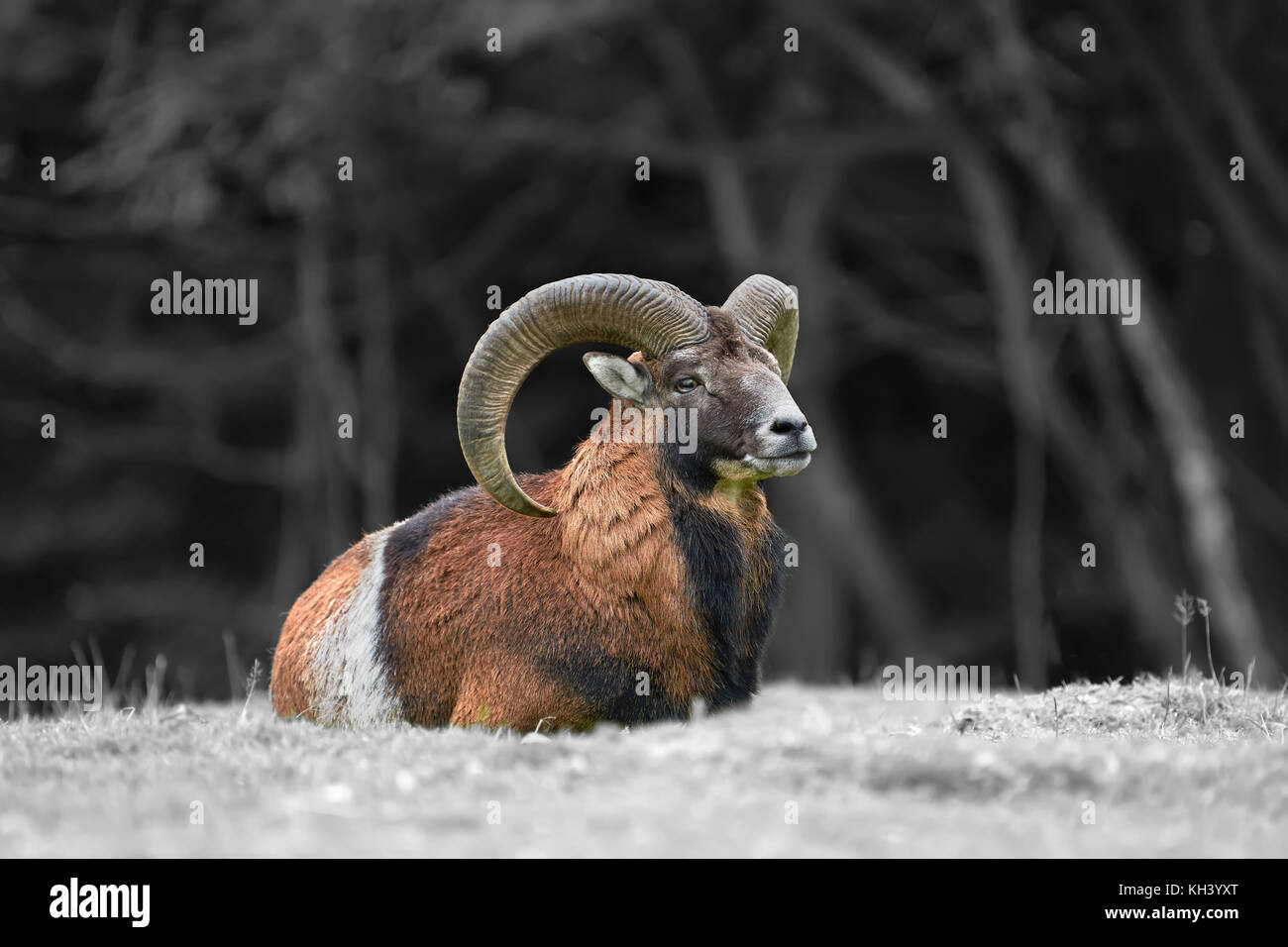 Dans le mouflon européen grande nature habitat. la photographie en noir et blanc avec la couleur mouflon Banque D'Images