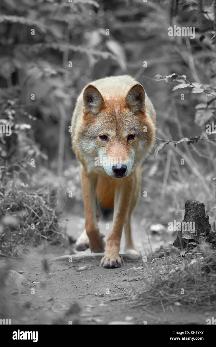 Le loup chasse dans la forêt. La photographie en noir et blanc avec la couleur wolf Banque D'Images