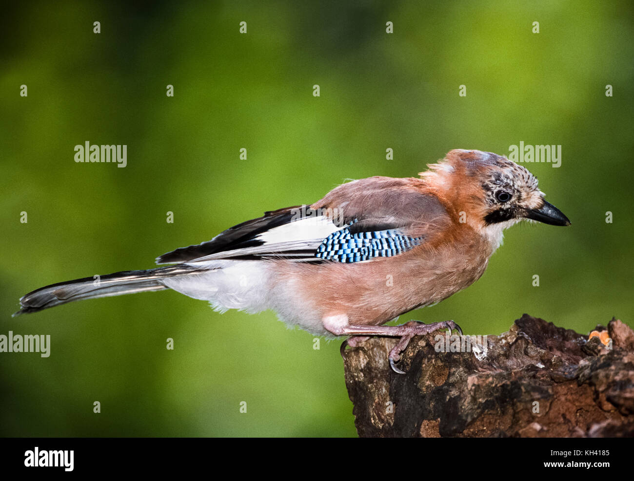 Eurasian jay, (Garrulus glandarius), Regents Park, Londres, Royaume-Uni Banque D'Images