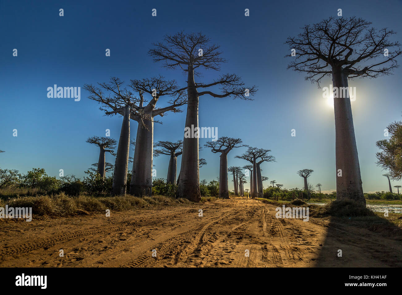 L'allée de baobab à Madagascar Banque D'Images