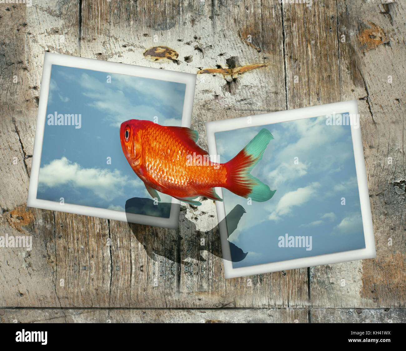 Image surréaliste représentant un poisson rouge qui sautent d'une photo à une autre Banque D'Images