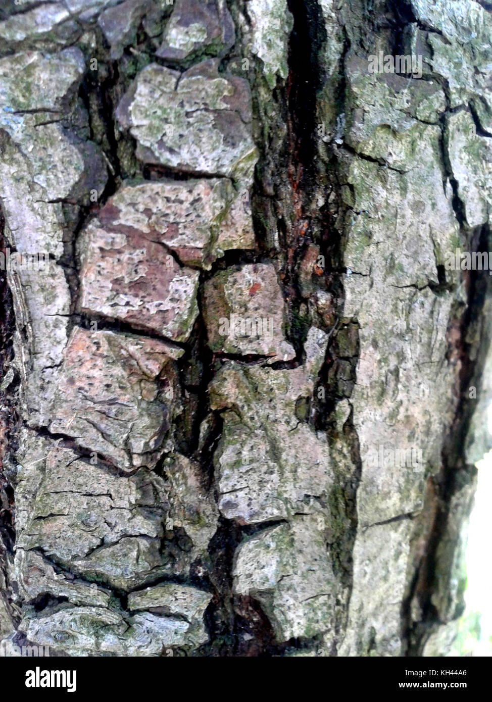 L'abricotier est de plus de 60 ans. Macro photographie révèle des formes diverses d'un peel. Banque D'Images