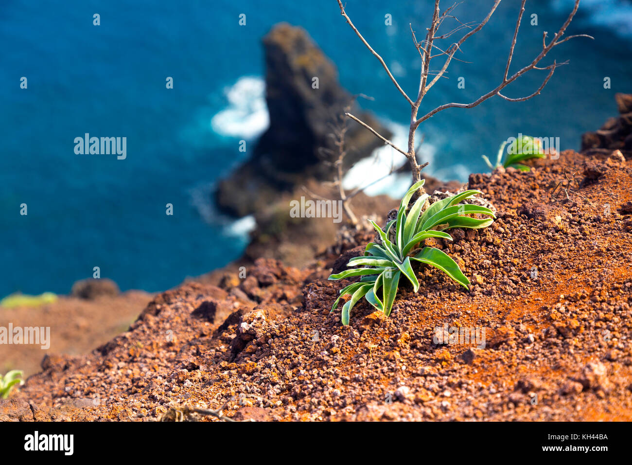 Plante poussant sur des sols dénudés rouge sur l'île de Sao Lourenço, Madeira, Portugal Banque D'Images
