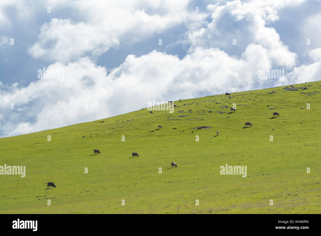 Terres agricoles aléatoires, avec moutons sur une colline et le ciel de puffy cloud. situé autour de waitpinga, newland head conservation park, Australie du Sud Banque D'Images