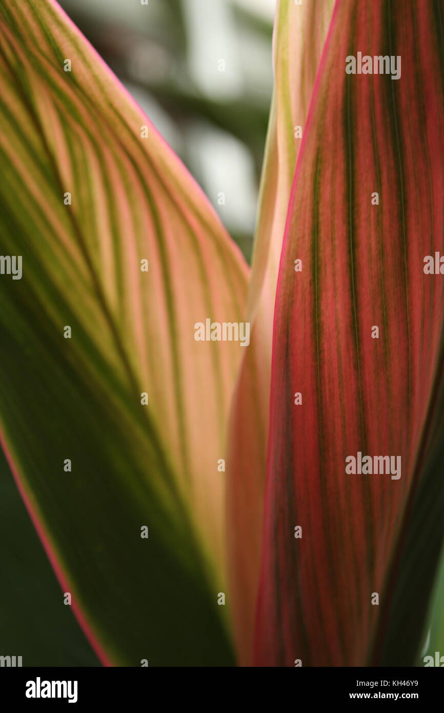 Détail de feuilles de plantes tropicales avec des tons rose et vert. Banque D'Images