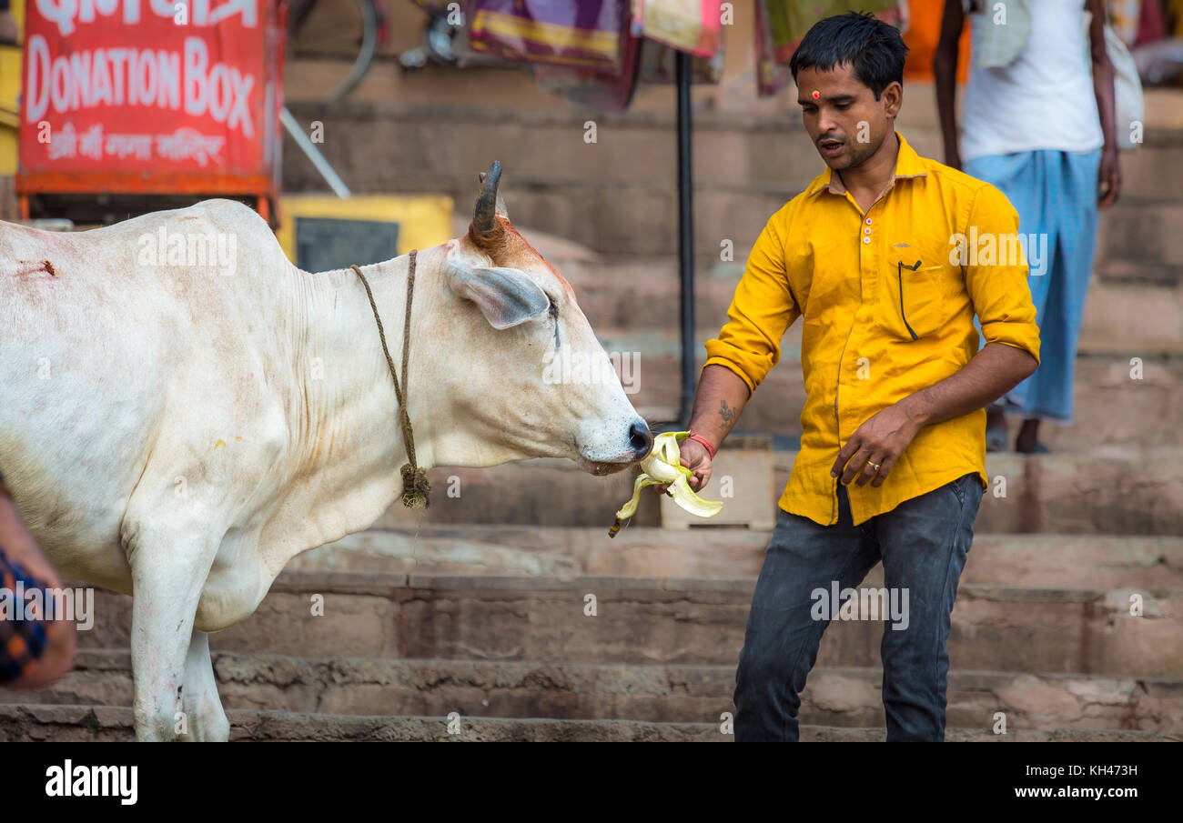 Jeune homme se nourrir une vache considérée comme une sainte loi sur l'escalier de la gange ghat à Varanasi en Inde. Banque D'Images