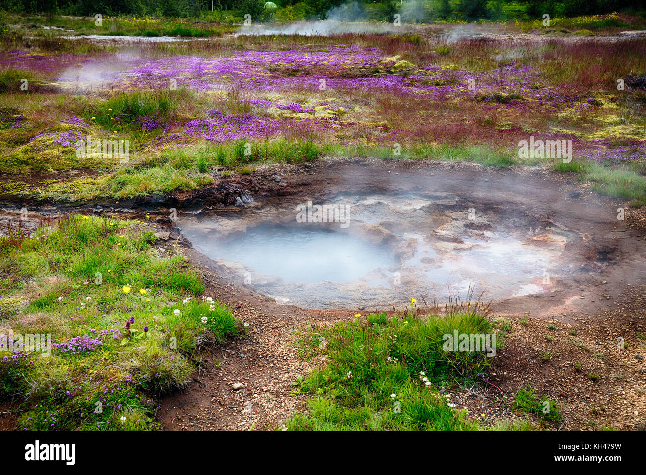 Vue rapprochée d'une prairie avec des sources chaudes à la vapeur, la vallée de Haukadalur, le sud de l'Islande Banque D'Images