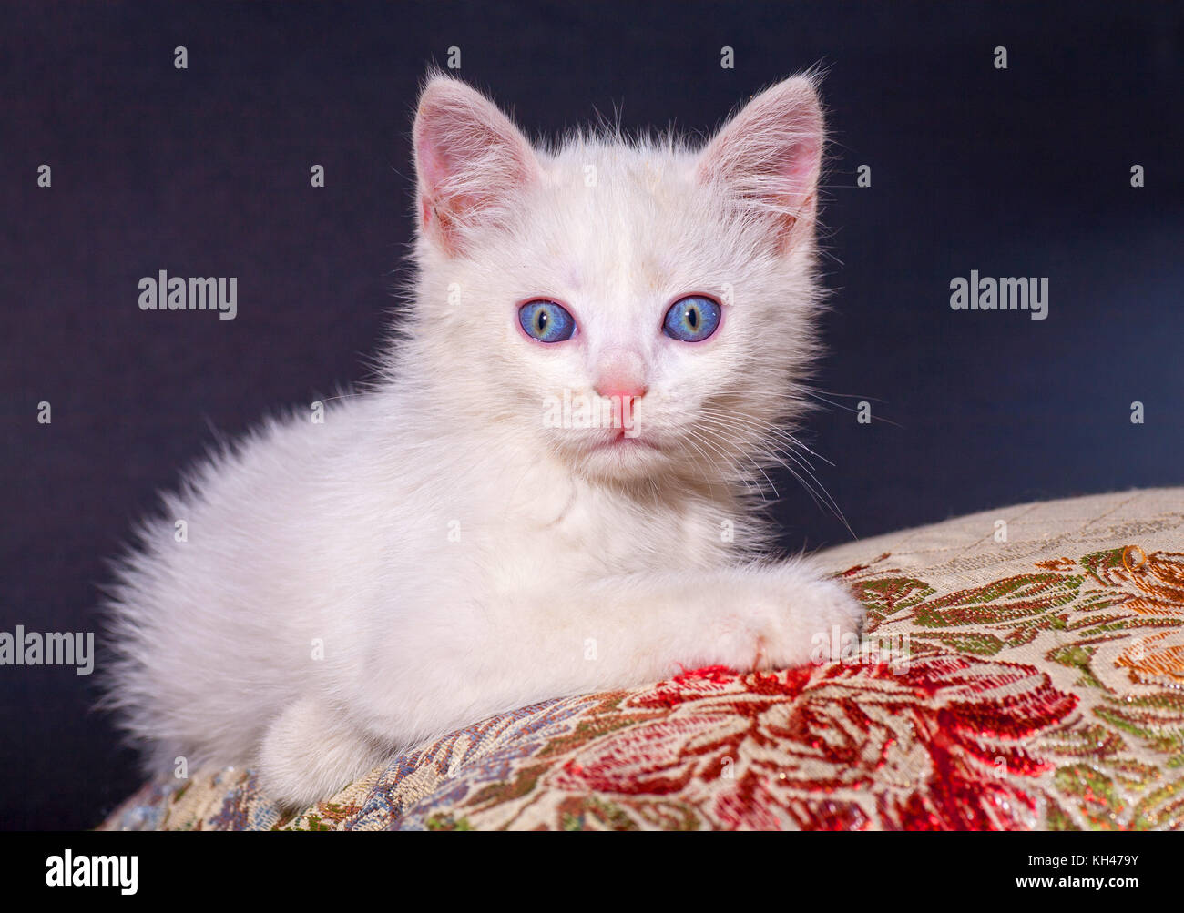 Chat blanc sur un coussin de couleur Banque D'Images