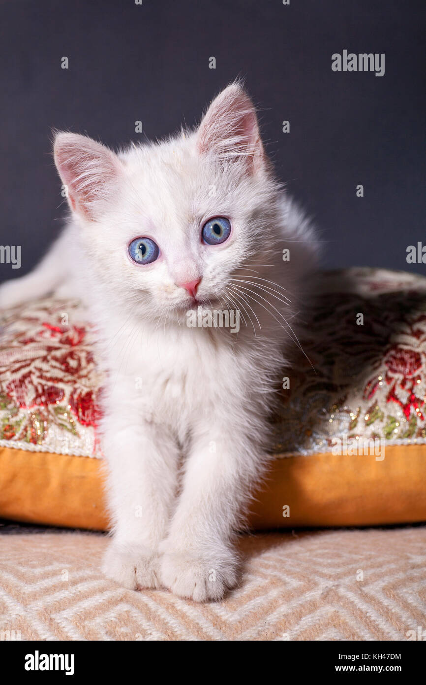 Chat blanc sur un coussin de couleur Banque D'Images