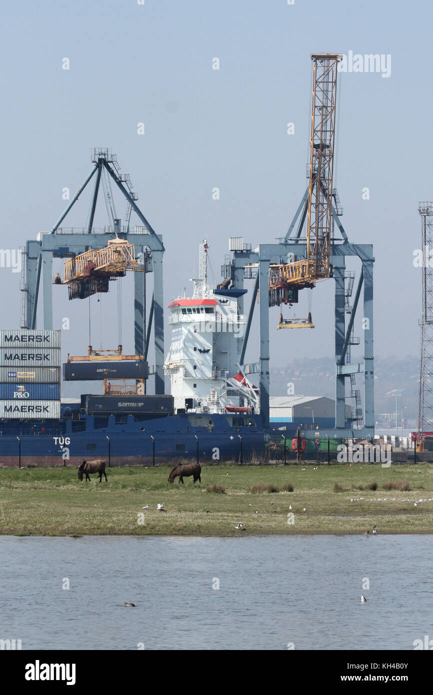 Koniks la réserve RSPB à brouter au port de Belfast. La réserve est un havre de la faune dans le port industriel. Banque D'Images