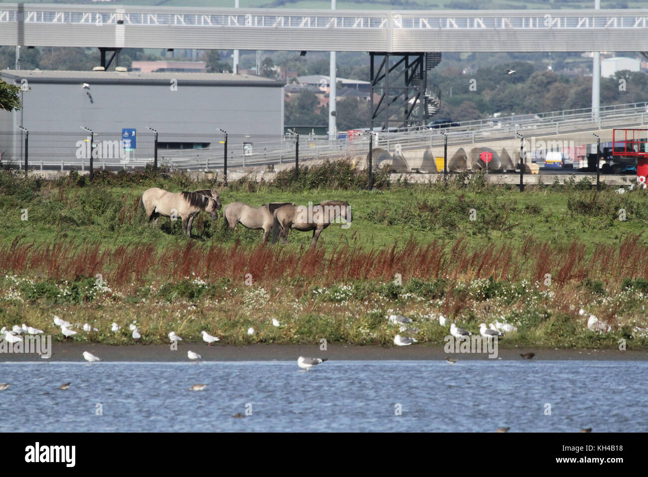 Koniks la réserve RSPB à brouter sur Belfast Lough. Banque D'Images