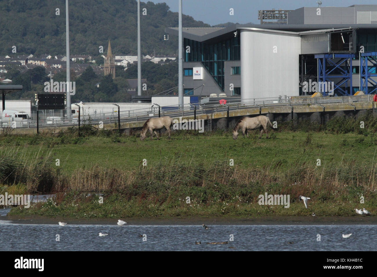 Koniks la réserve RSPB à brouter sur Belfast Lough. Banque D'Images