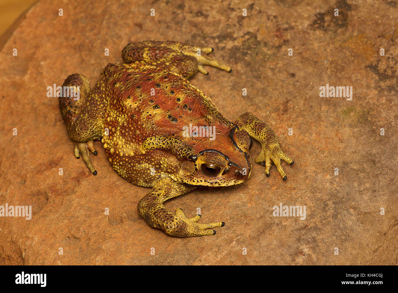 Duttaphrynus melanostictus indiennes, crapaud, mulshi, Maharashtra, Inde Banque D'Images