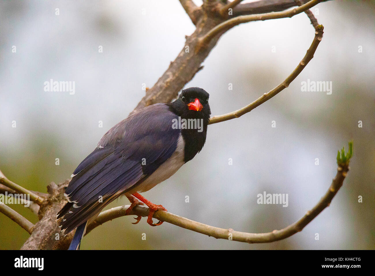 Bec rouge urocissa erythroryncha magpie, bleu Banque D'Images