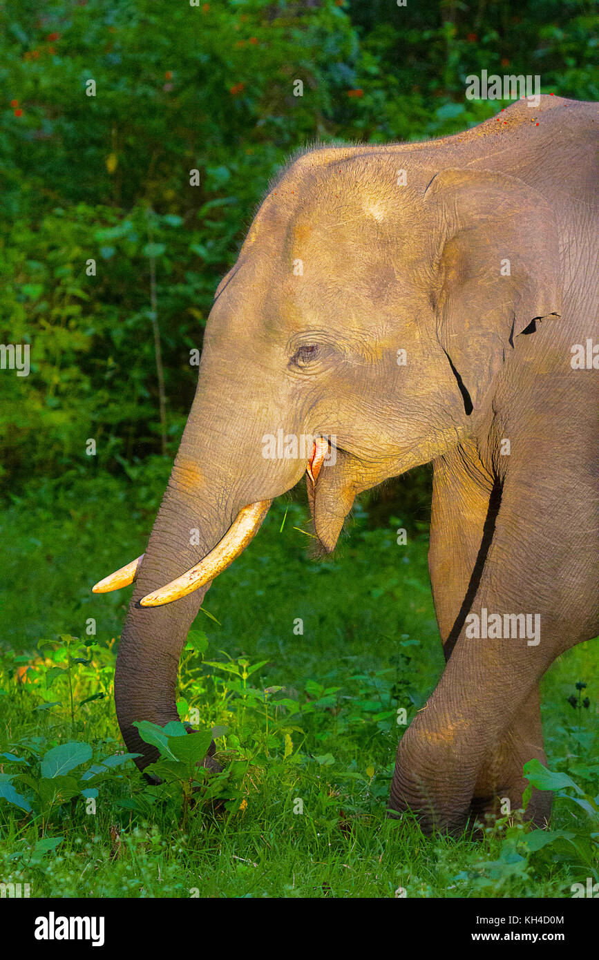 L'éléphant d'Asie, Elephas maximus, la réserve de tigres de nagarhole, Karnataka, Inde Banque D'Images