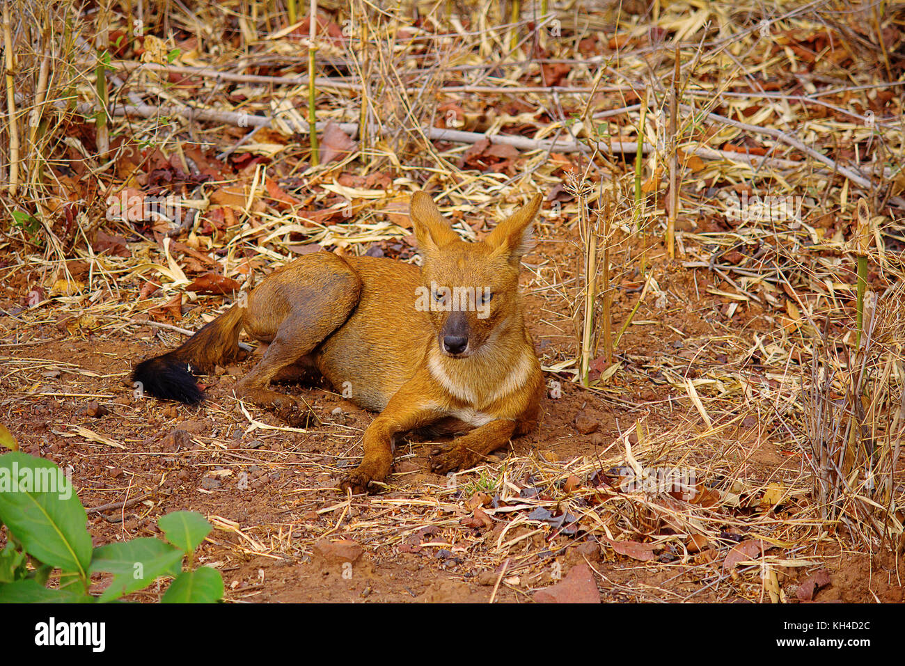 Chien sauvage indien, Cuon alpinus, tadoba-andheri tiger reserve, Maharashtra Banque D'Images
