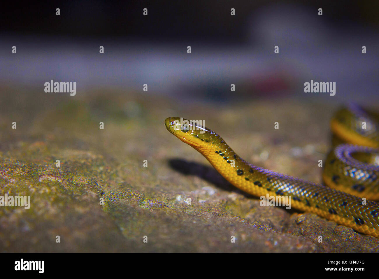 Serpent de la Forêt d'olive , Rhabdops olivaceus, Satara, Maharashtra, Inde Banque D'Images