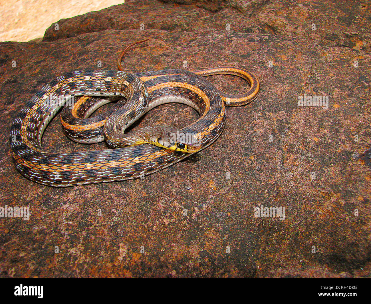 Xenochrophis vittatus, keelback rayé, saswad, Maharashtra, Inde Banque D'Images