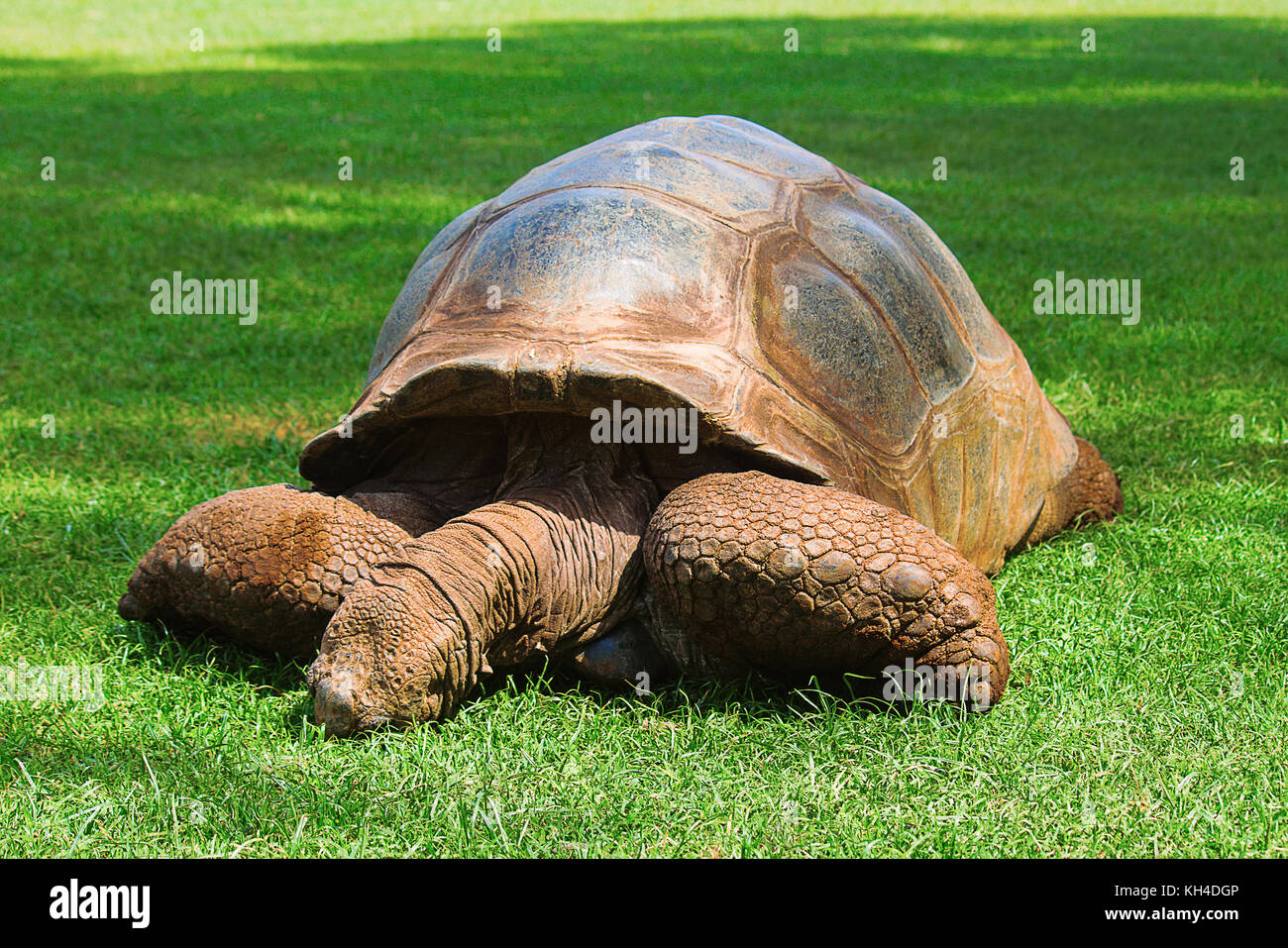 Tortue géante des Galapagos, chelonoidis nigra, Kenya, Africa Banque D'Images Tortue géante des Galapagos, chelonoidis nigra, Kenya, Africa Banque D'Images