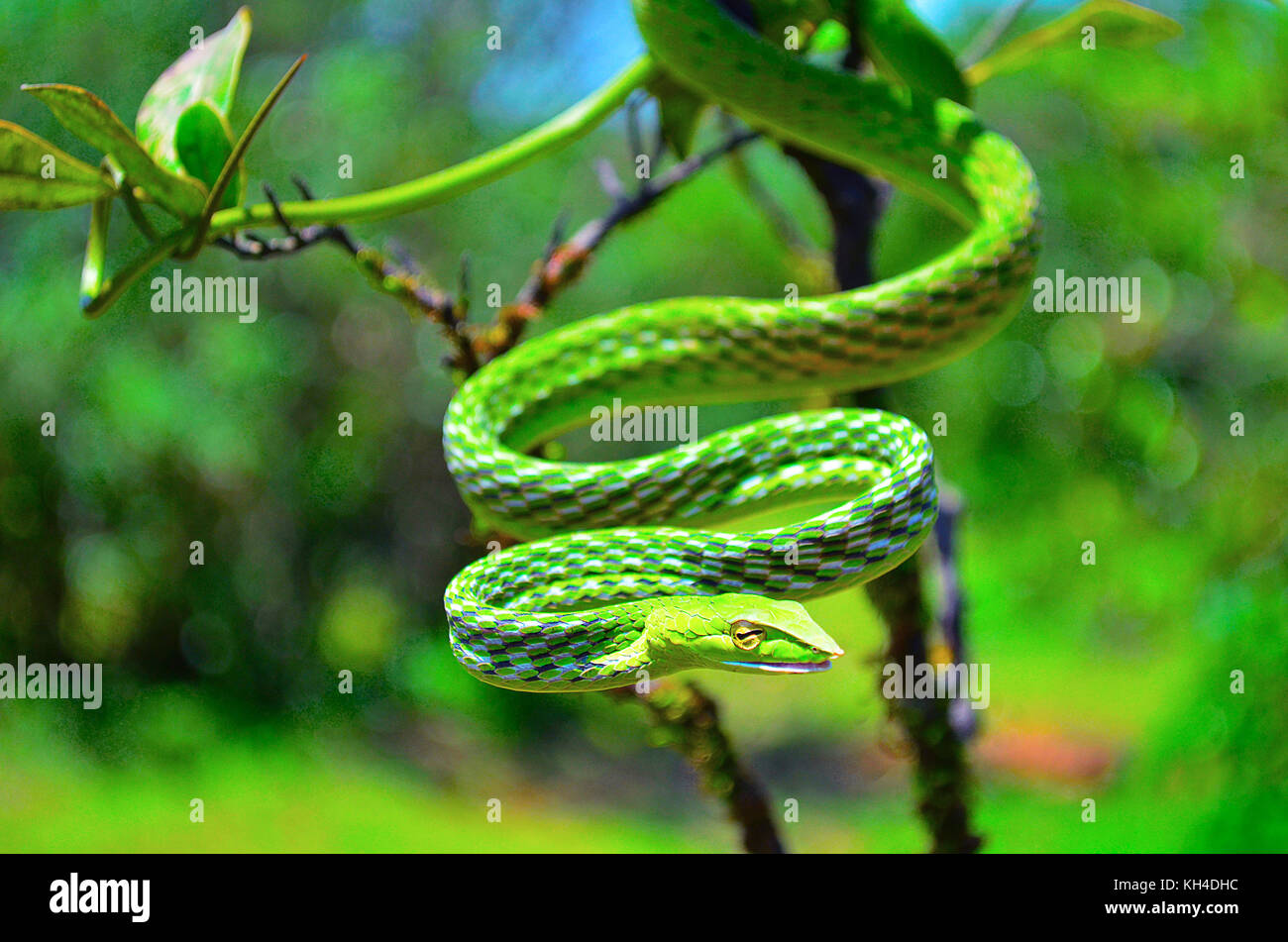 Serpent de vigne verte, ahaetulla nasuta, dudhsagar, Goa, Inde Banque D'Images