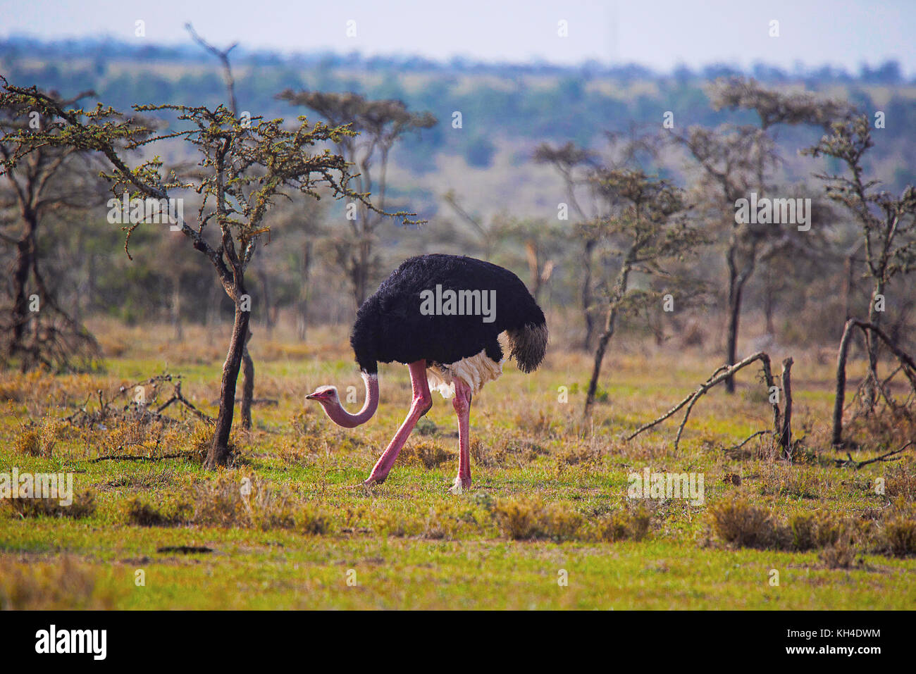L'autruche, l'homme, Struthio camelus, oiseau, Kenya, Africa Banque D'Images