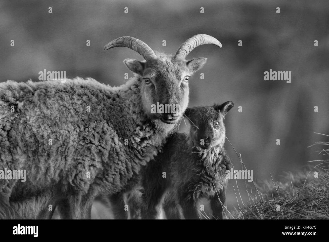 L'Ewe de moutons de Soay est représenté avec son agneau à Cheddar gorge, Somerset Banque D'Images