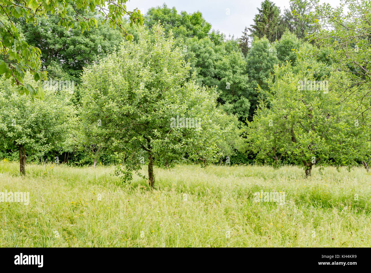 Woodside ensoleillée des paysages avec des arbres fruitiers à l'heure d'été dans le sud de l'Allemagne Banque D'Images