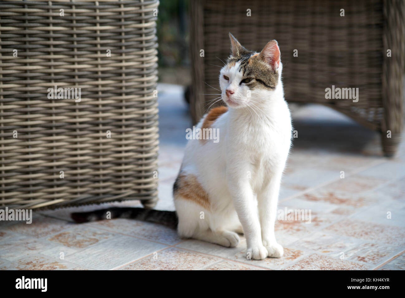 Cat, Kepahlonia Fiscardo grec Banque D'Images