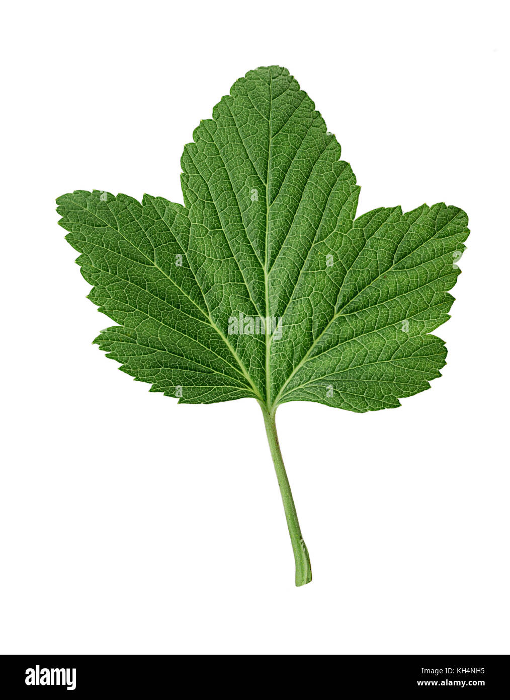 Vert feuille de cassis isolé sur fond blanc. chemin de détourage. pleine profondeur de champ. Banque D'Images