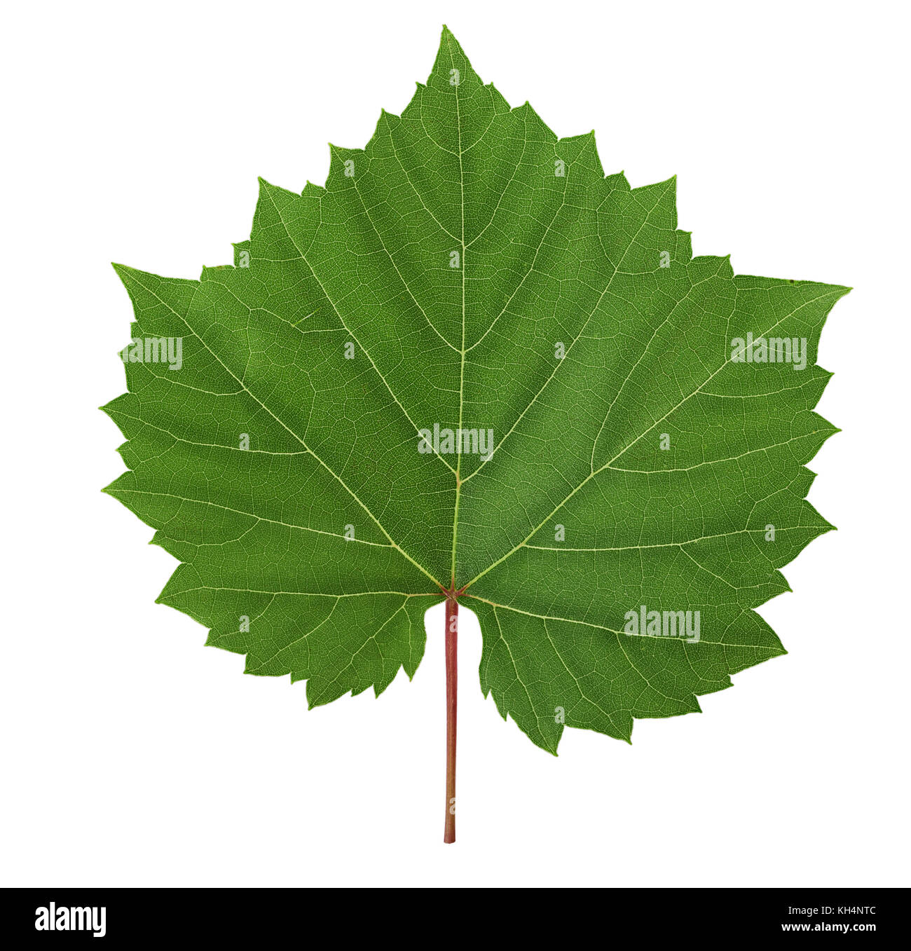 Feuille de vigne vert frais isolé sur fond blanc. chemin de détourage. pleine profondeur de champ. Banque D'Images Feuille de vigne vert frais isolé sur fond blanc. chemin de détourage. pleine profondeur de champ. Banque D'Images