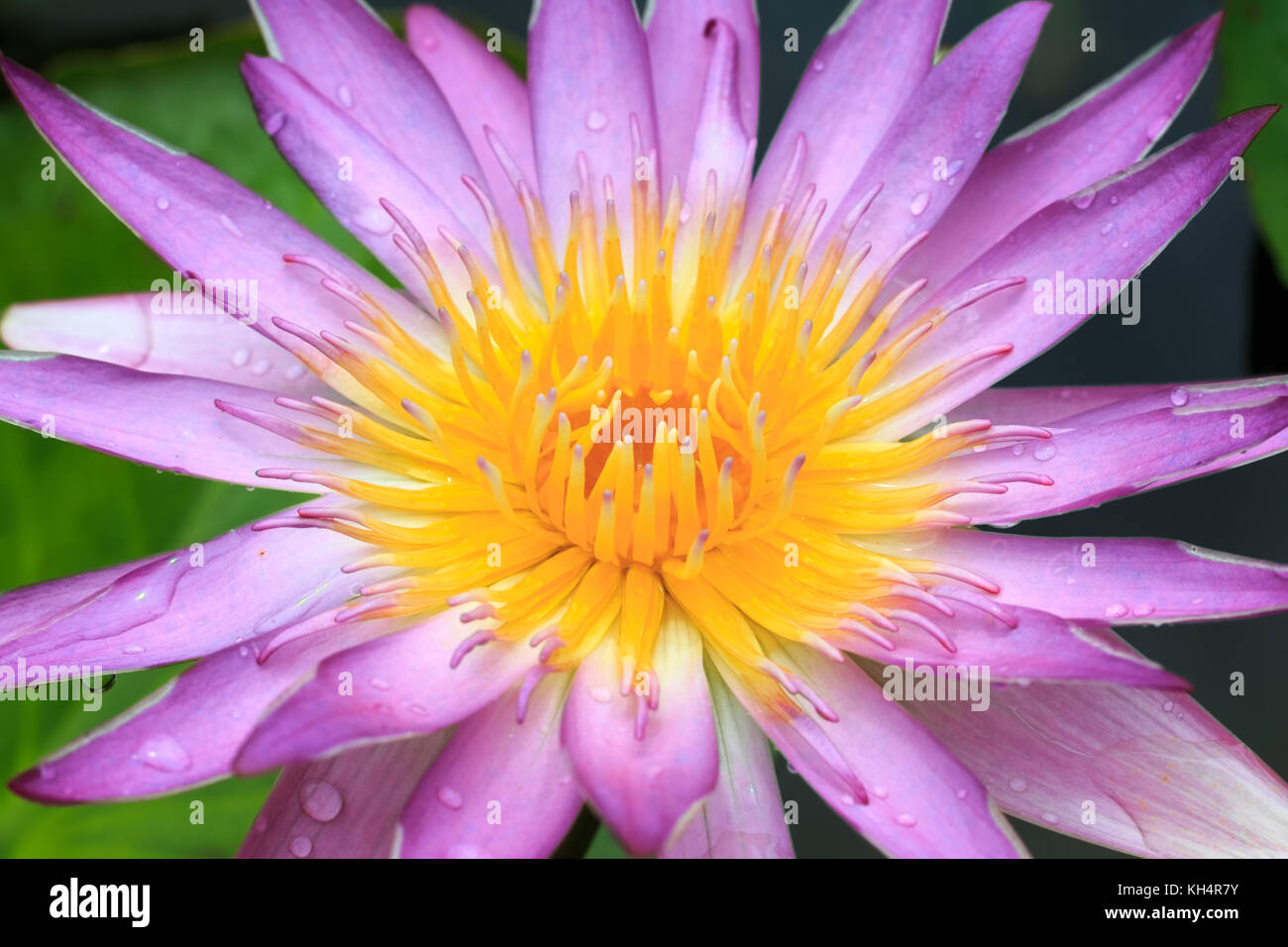 Close-up,belle fleur de lotus fleur de lotus ou flou flou flou Banque D'Images