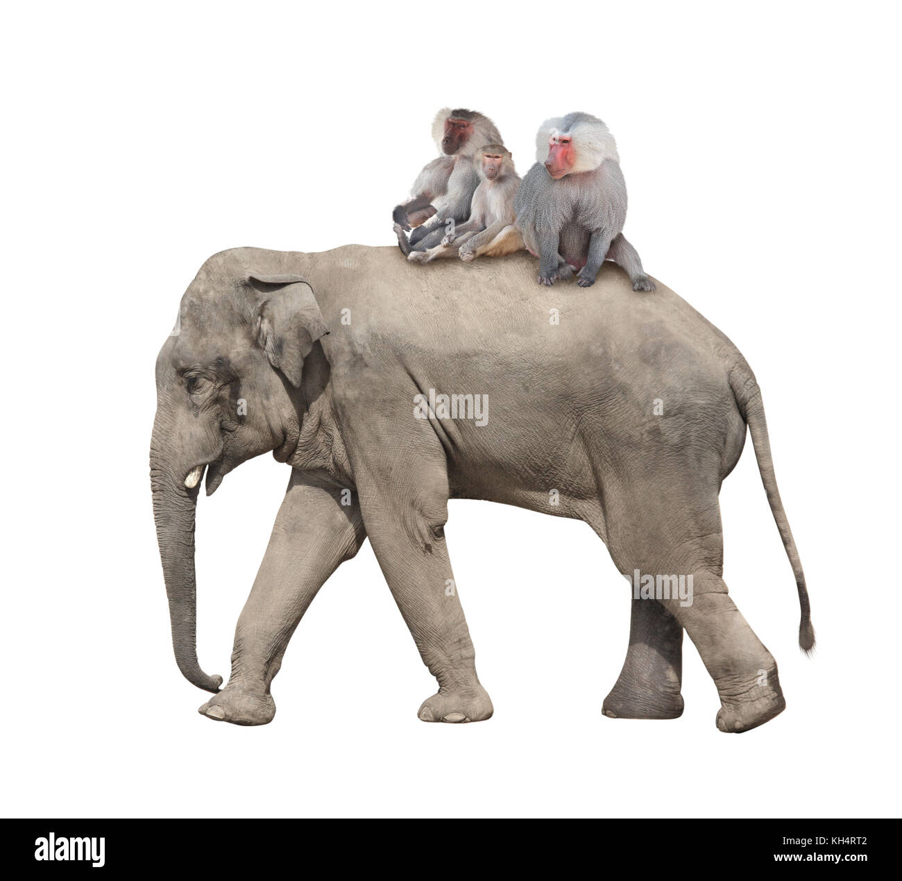 Amitié animale. hamadry trois singes sont à cheval sur le dos d'un éléphant. isolé sur fond blanc Banque D'Images