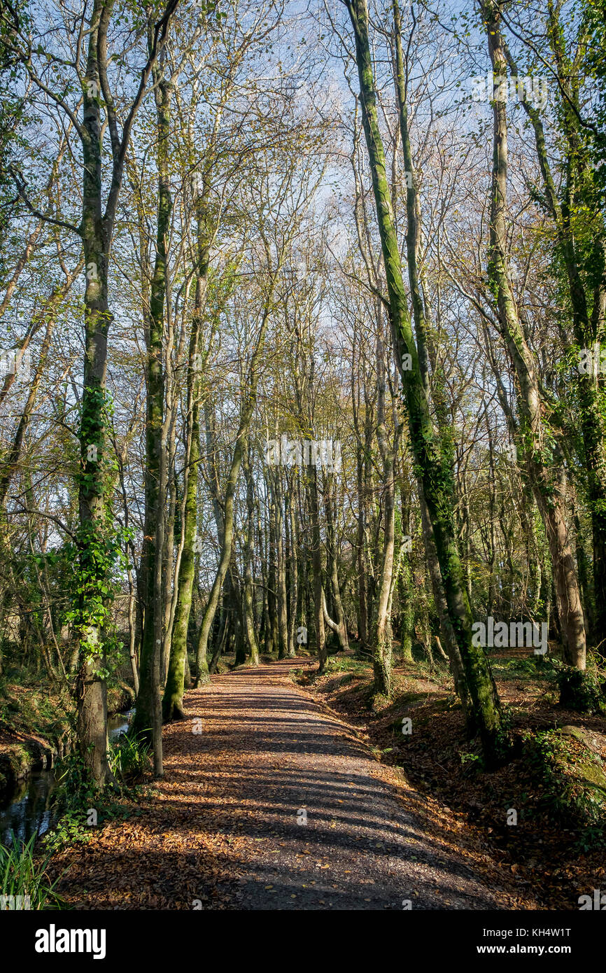 Un jour d'automne ensoleillé à Tehidy Country Park Cornwall Royaume-Uni. Banque D'Images