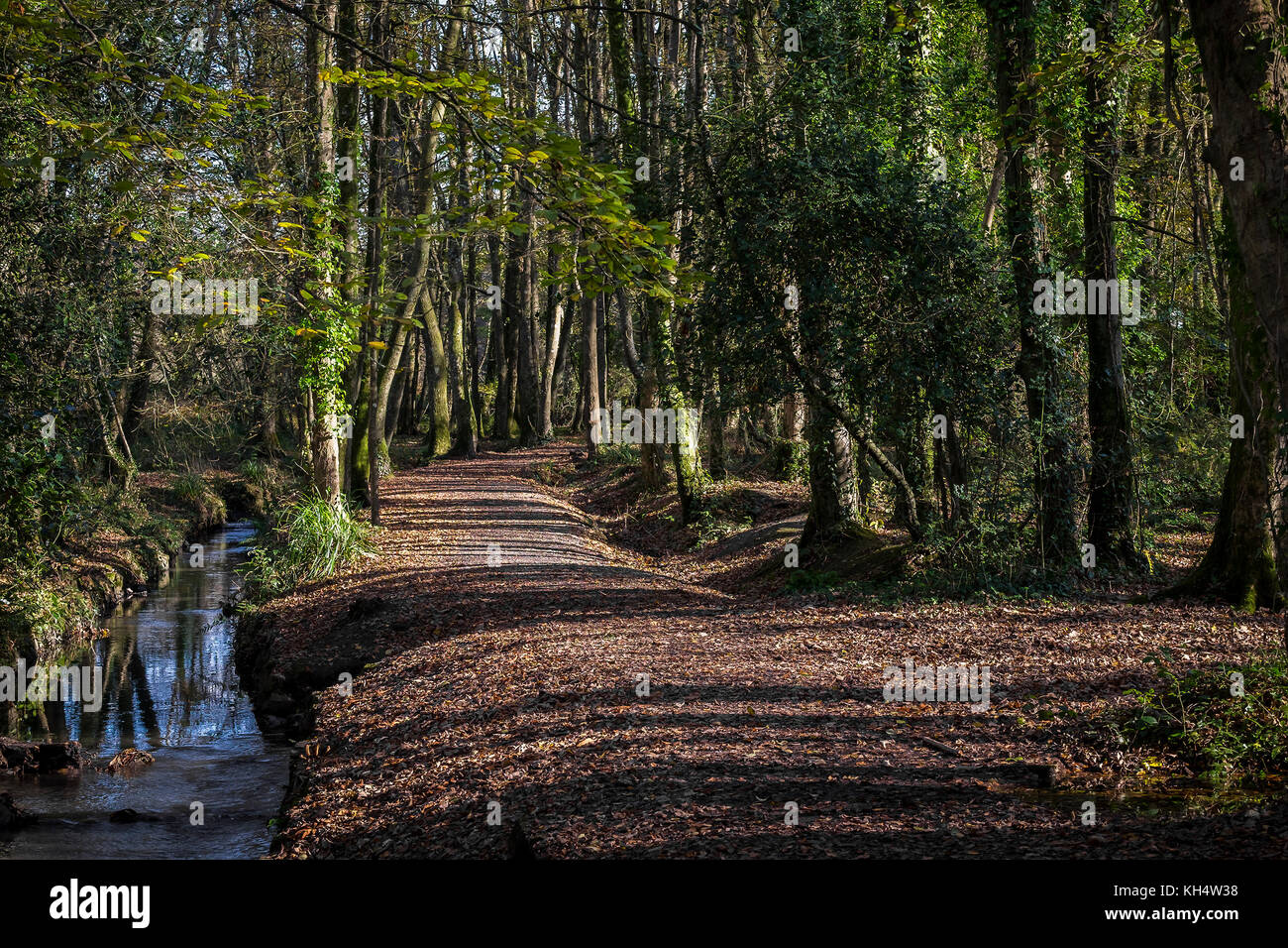 Un cours d'eau et un sentier dans un parc national de Tehidy automnal Cornwall Royaume-Uni. Banque D'Images
