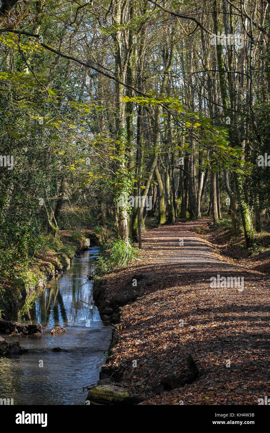 Un cours d'eau et un sentier dans un parc national de Tehidy automnal Cornwall Royaume-Uni. Banque D'Images