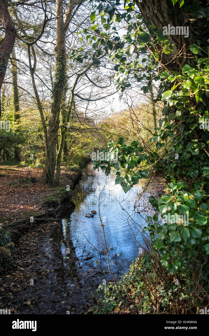 Un jour d'automne ensoleillé à Tehidy Country Park Cornwall Royaume-Uni. Banque D'Images